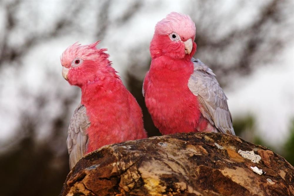 AUSTRALIAN DELUXE EXPLORER - TOUR DI GRUPPO IN ITALIANO